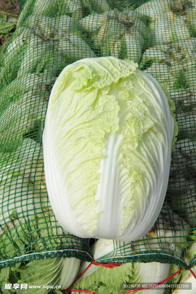 大白菜攝影