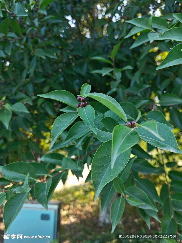 柞木 紅心刺