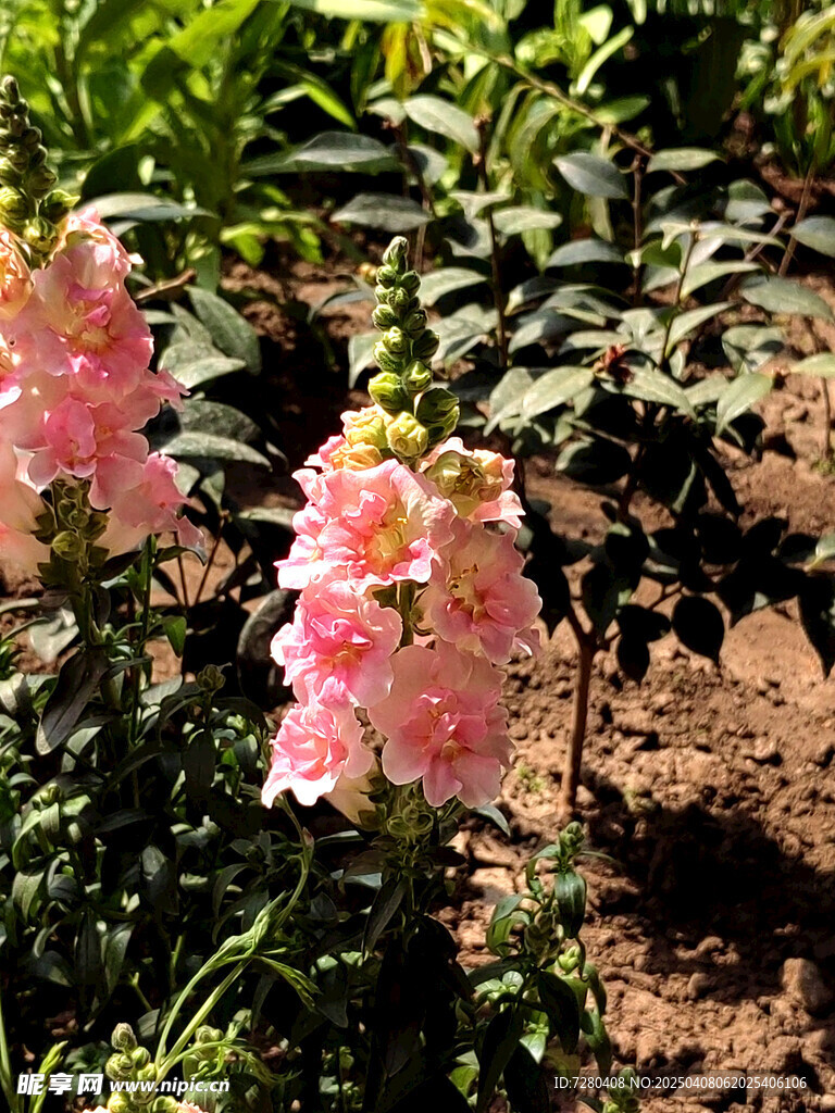 團(tuán)花