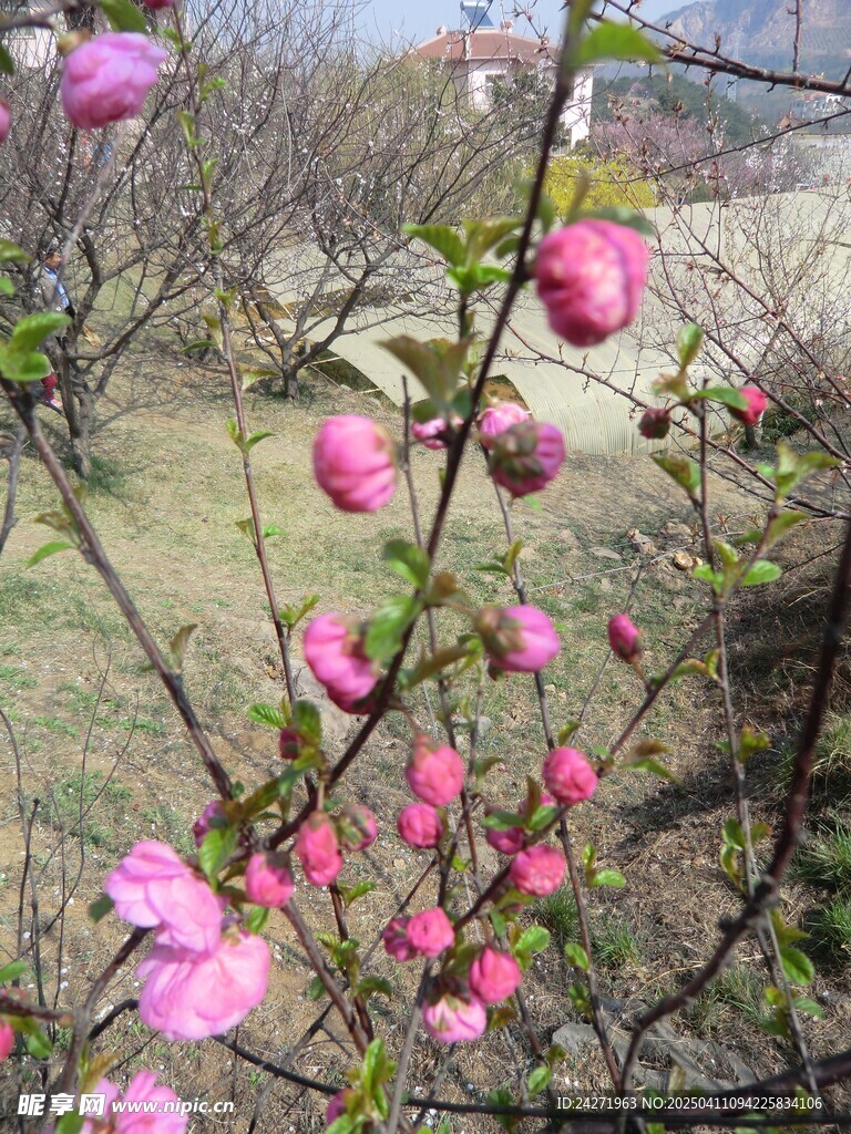 梅花