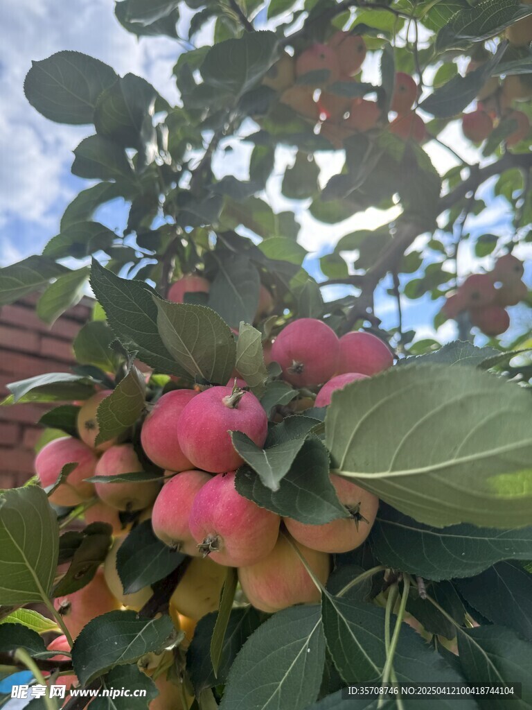 沙果