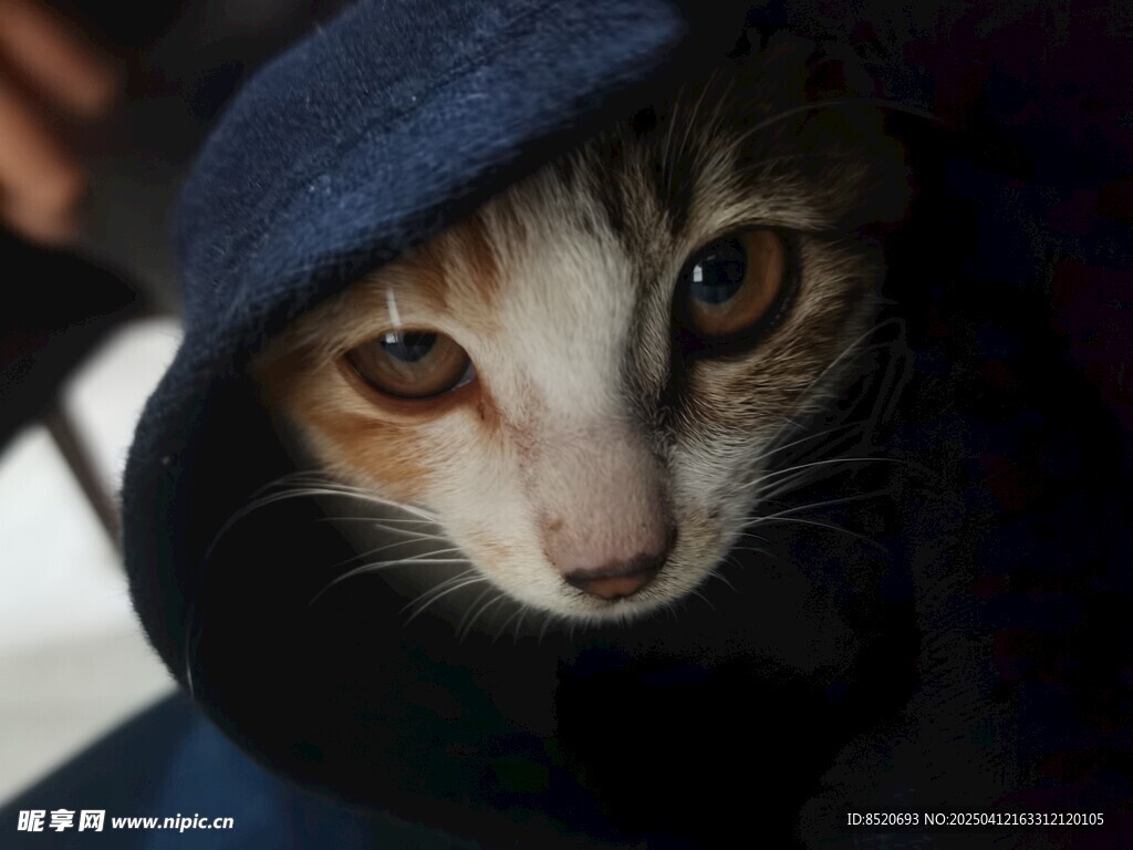 小貓