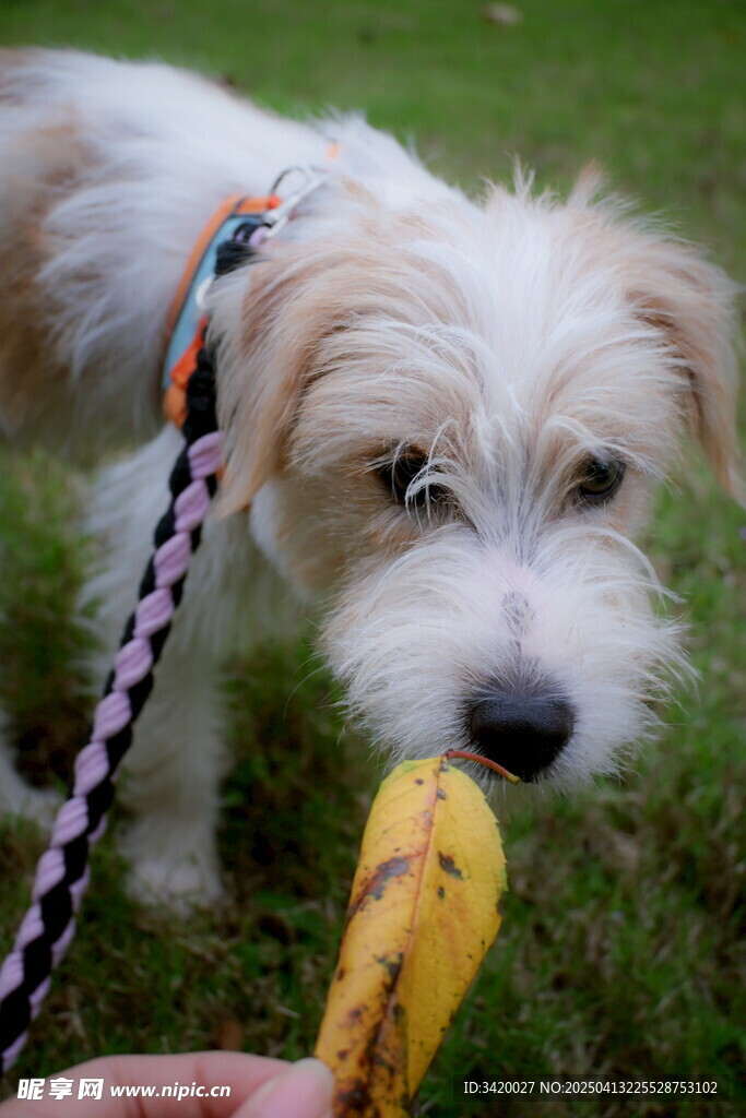 哈瓦那犬