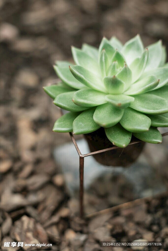 盆栽綠植