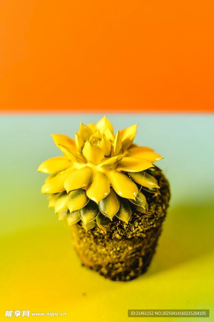 盆栽綠植