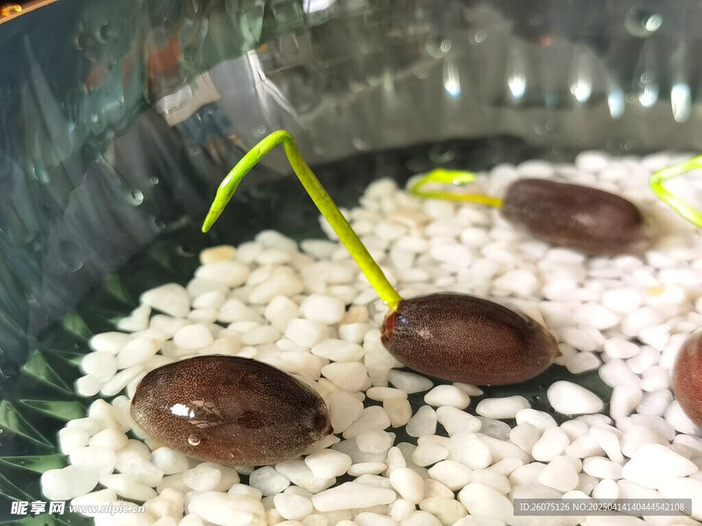 新芽