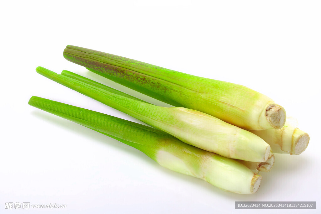 菱白