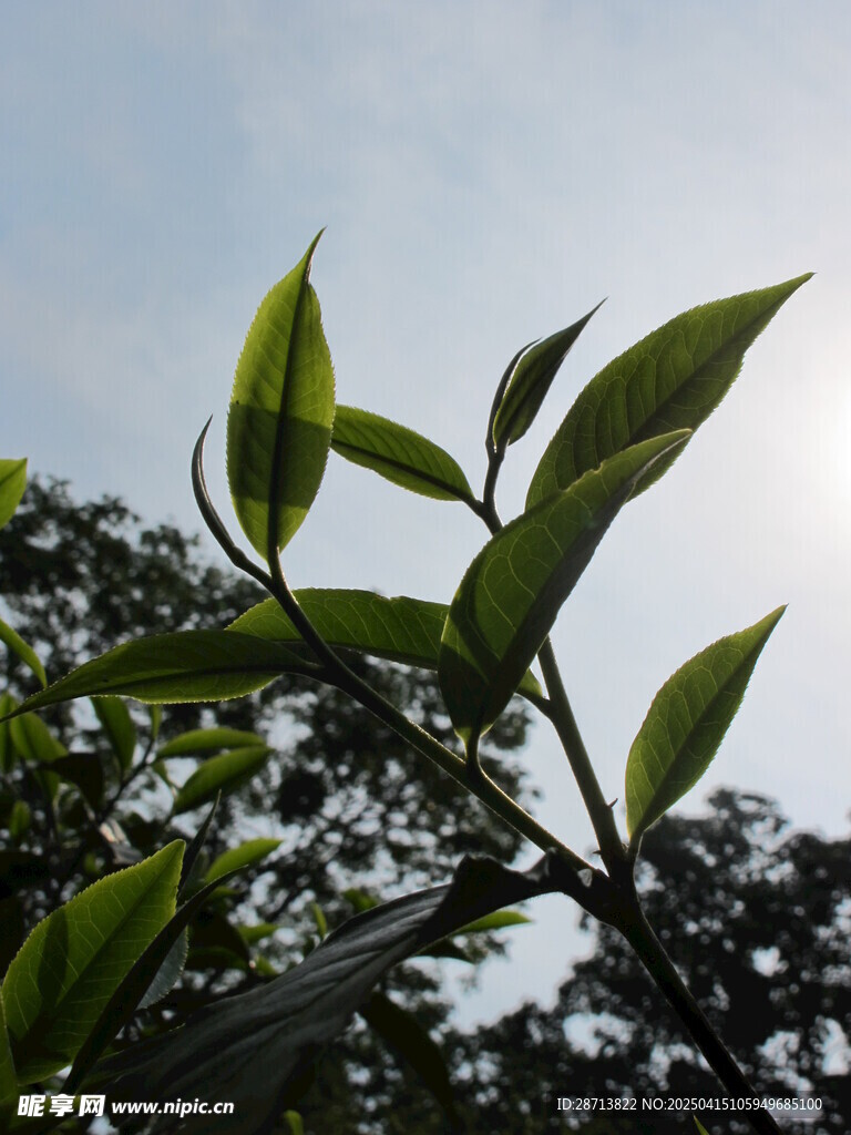 春天的普洱茶葉