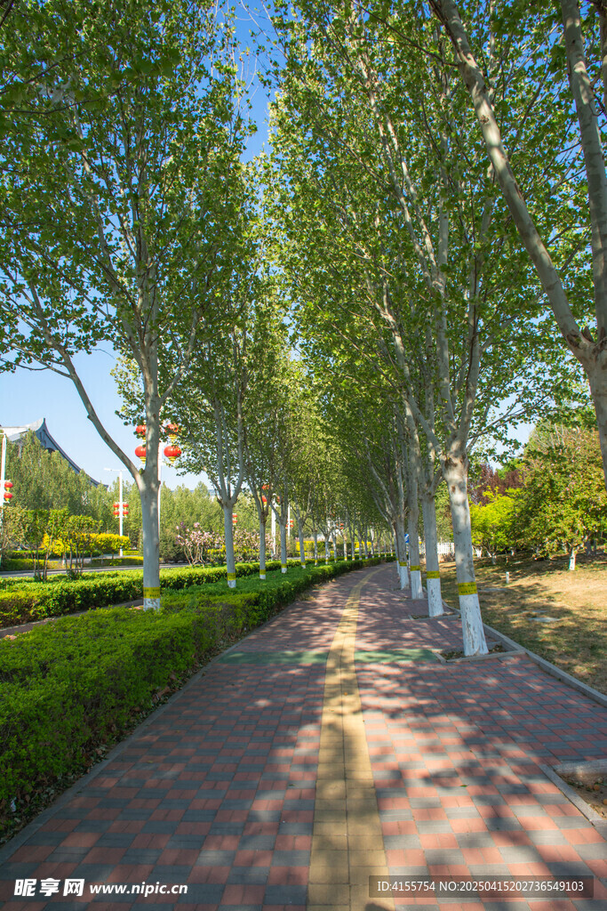 林蔭步道 靜謐愜意的風(fēng)景