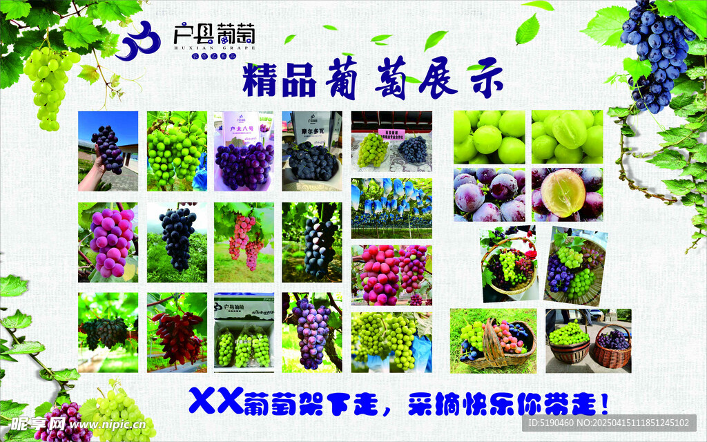 葡萄展示
