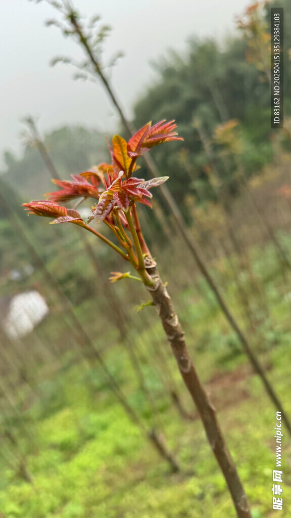 椿芽