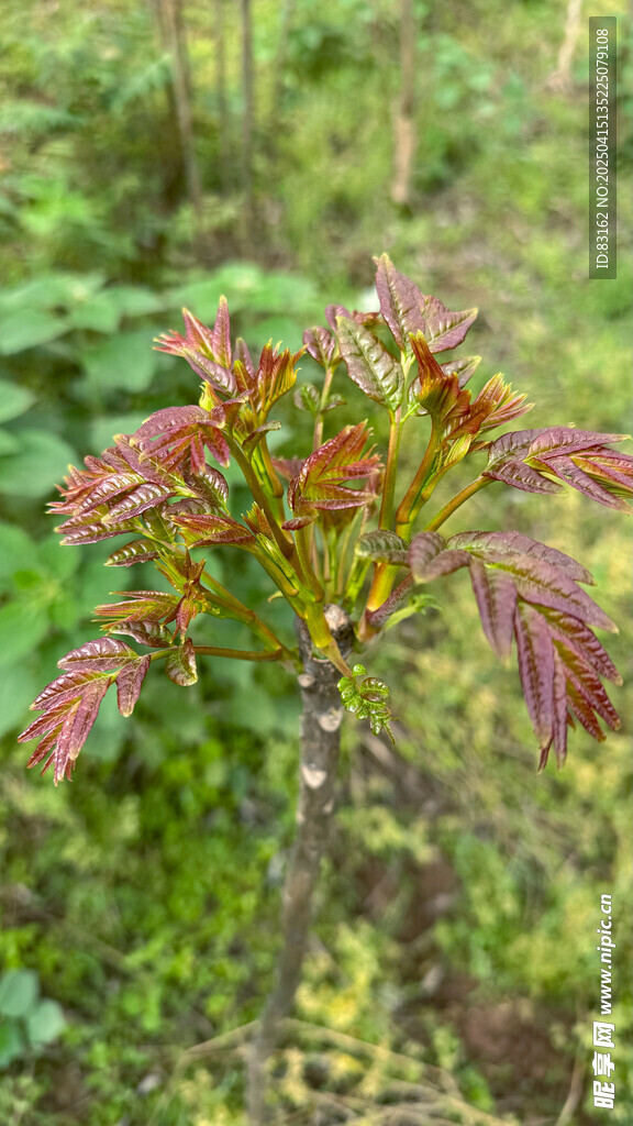 椿芽