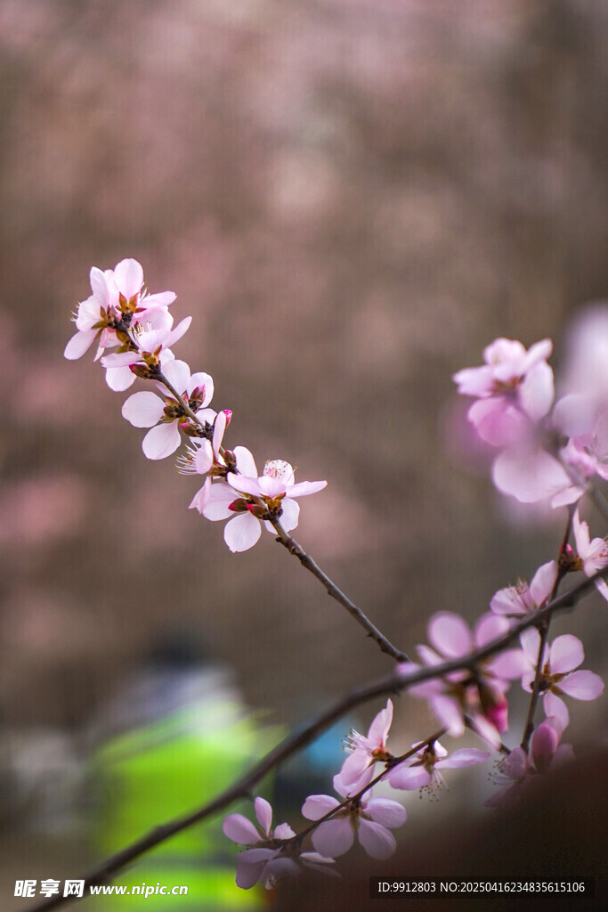 杏花