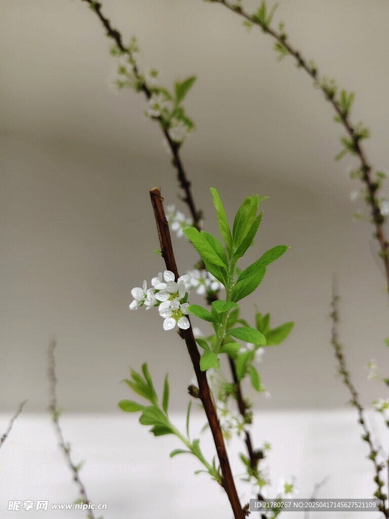 枝頭白花綻 清新自然景