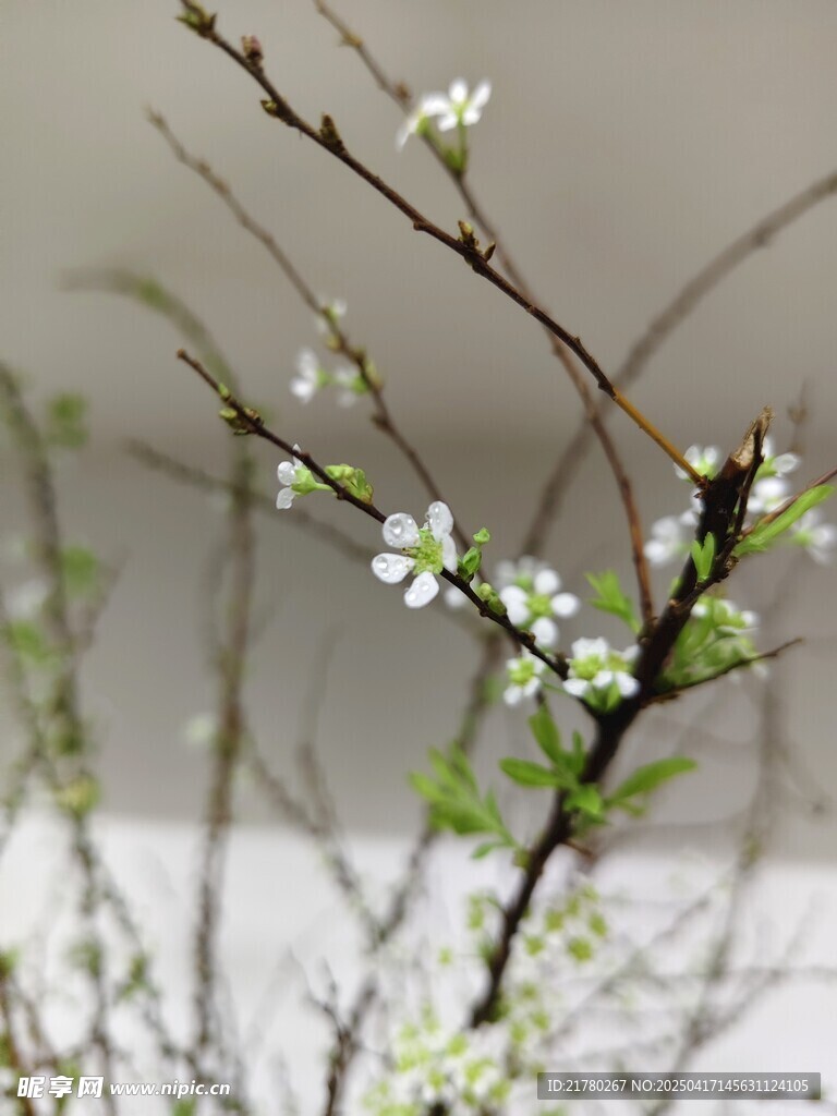 枝頭綻新花