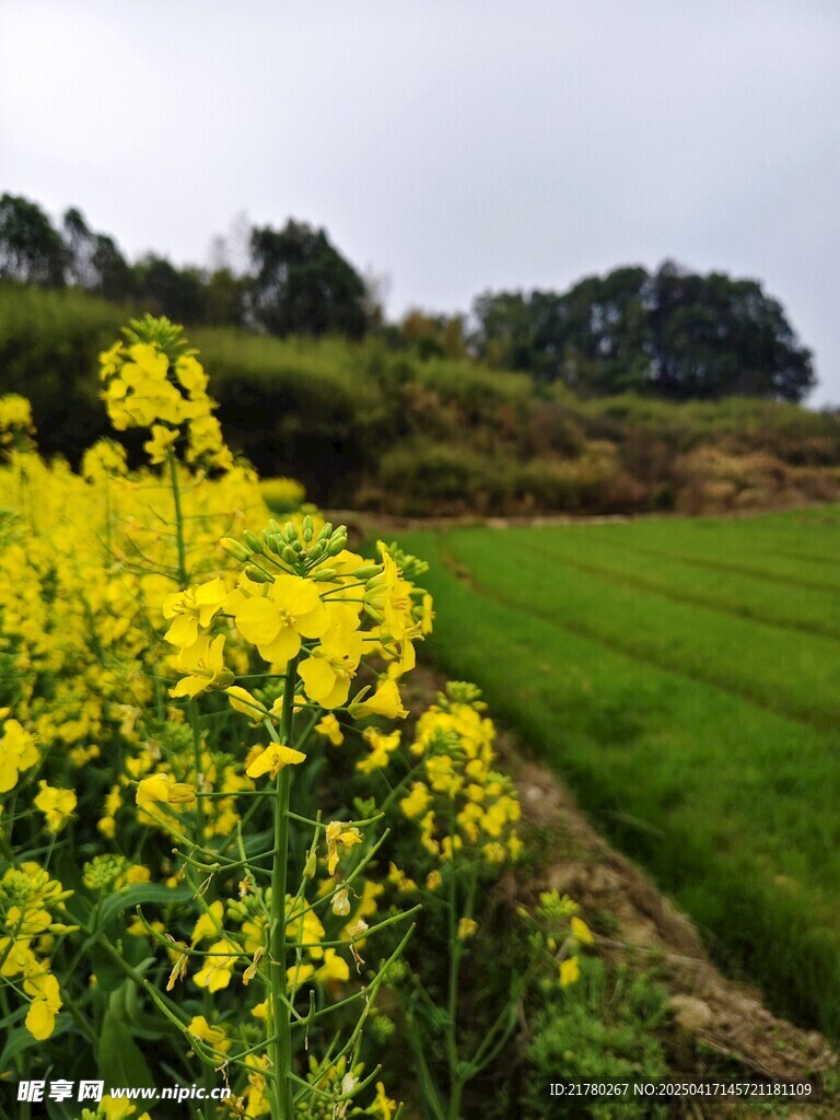 油菜花田園風景