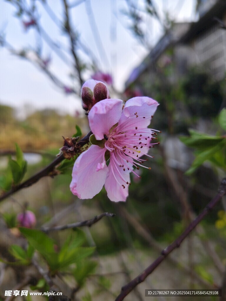 一枝桃花