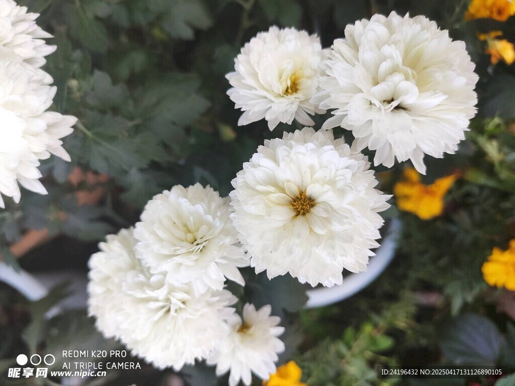 白色菊花綻放美麗瞬間