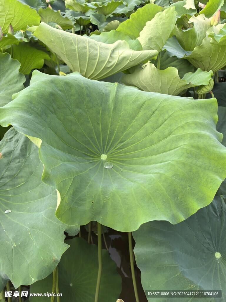 夏日荷葉