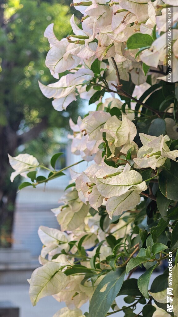 白色三角梅綻放枝頭