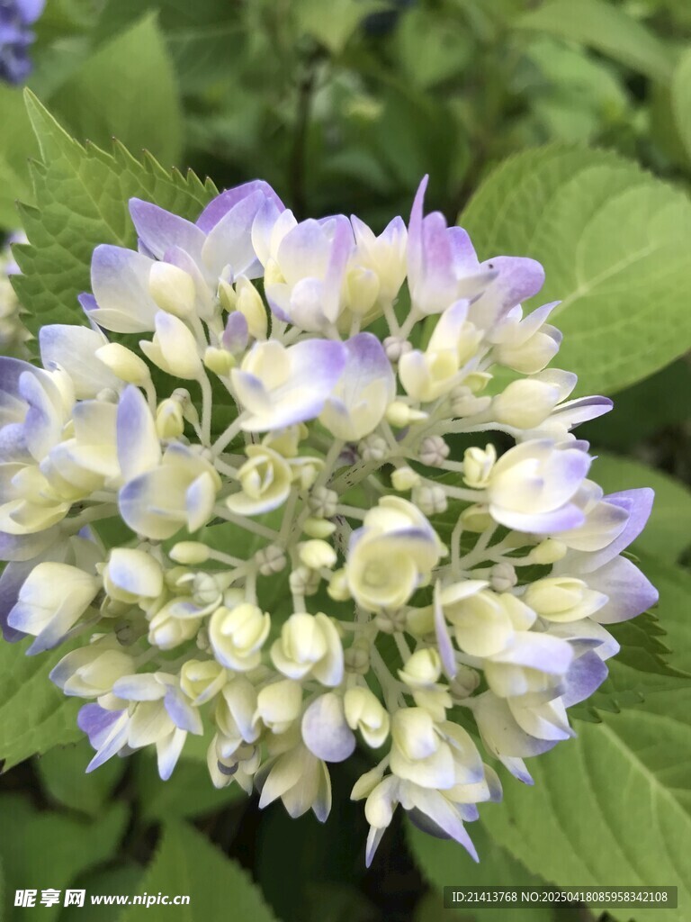 清新繡球花綻放