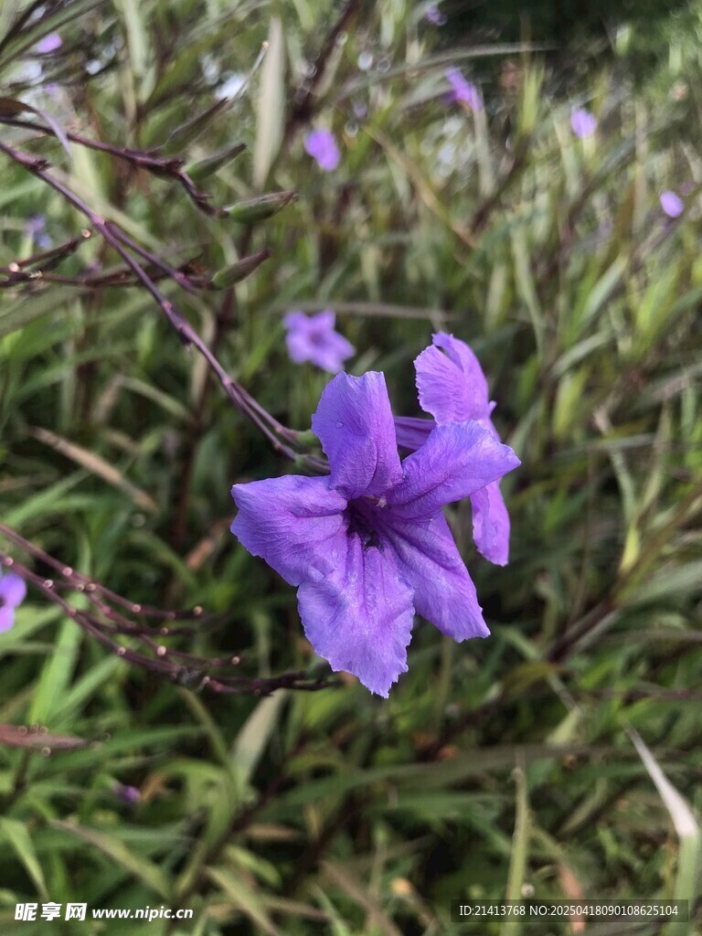 紫色小花綻放于草叢中