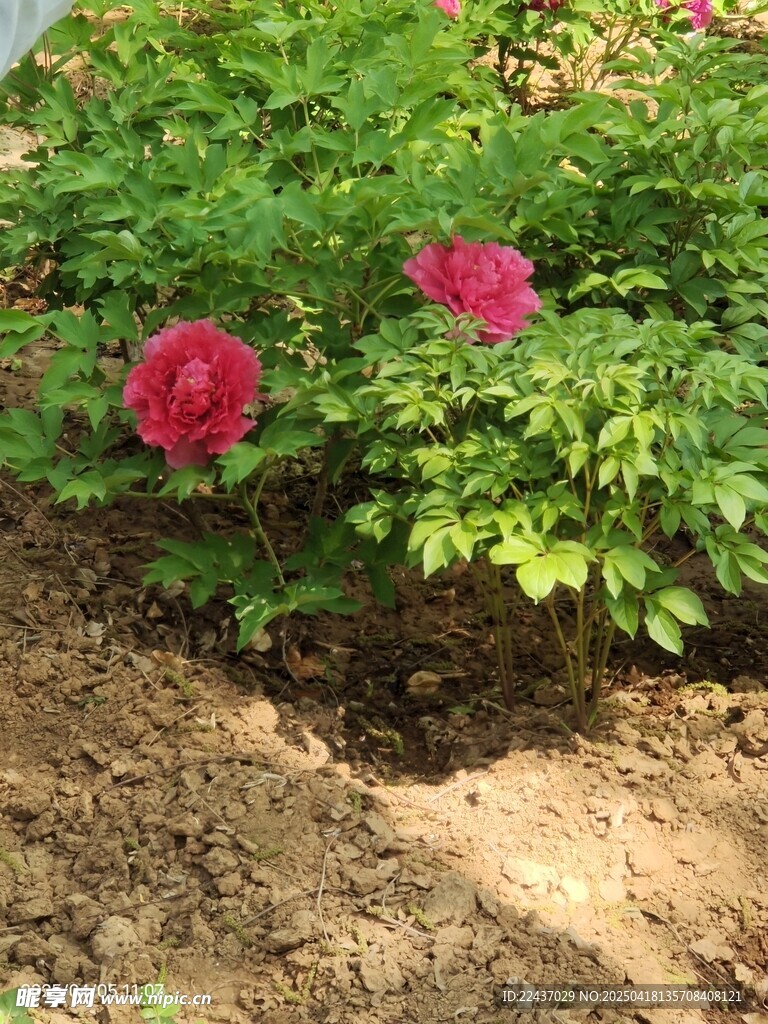 嬌艷綻放的紅色牡丹花