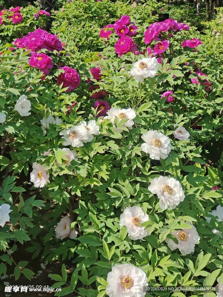 多彩花卉綻放生機