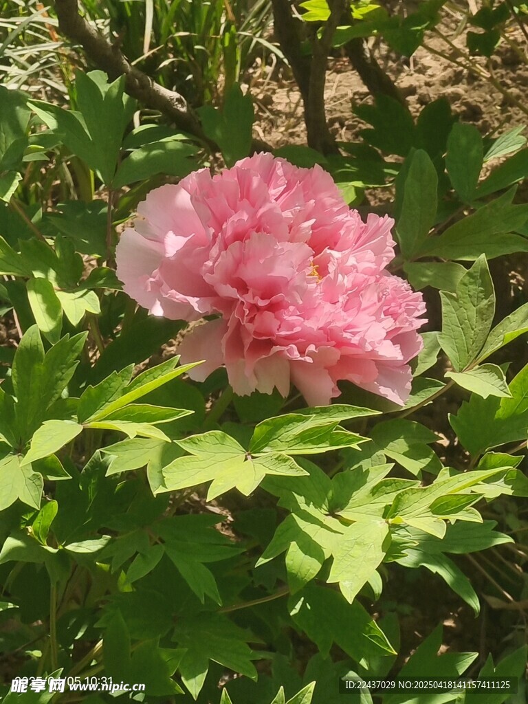 嬌艷盛開的粉色牡丹花