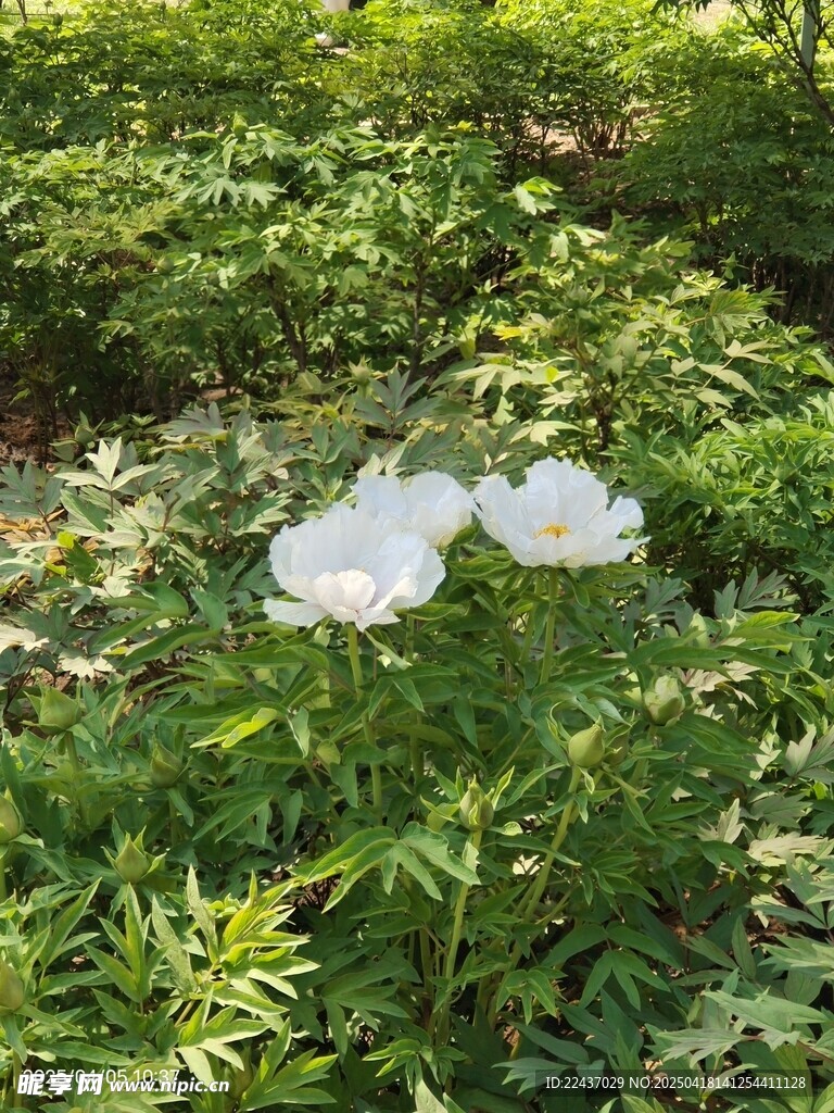 牡丹