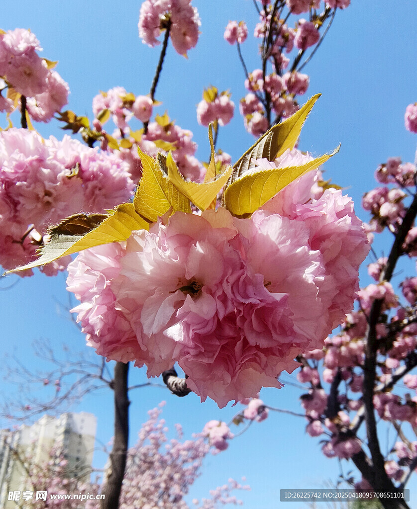 春日櫻花