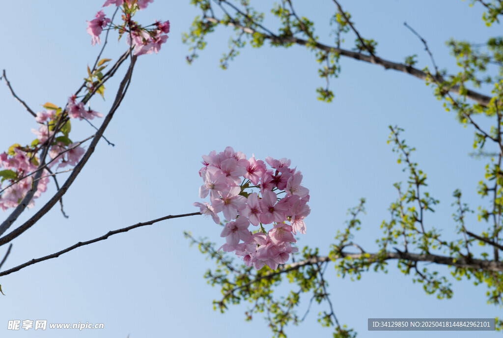 爛漫花枝