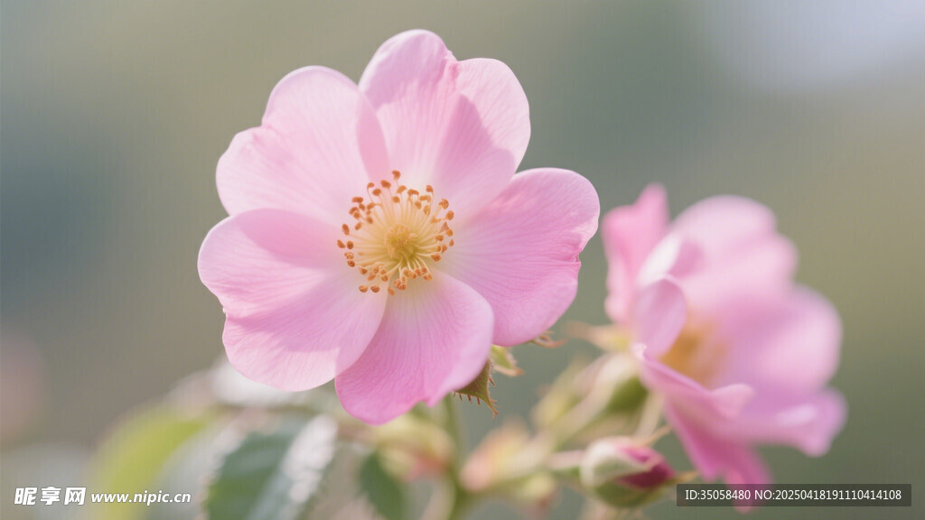 金櫻子花