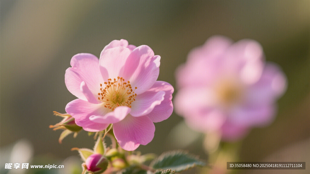 金櫻子花