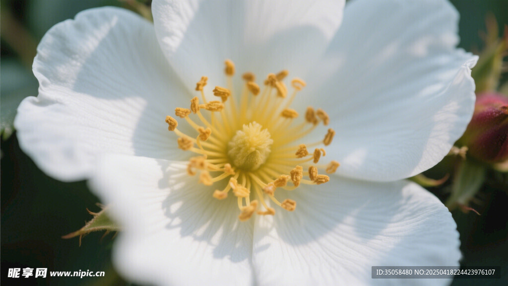 金櫻子花