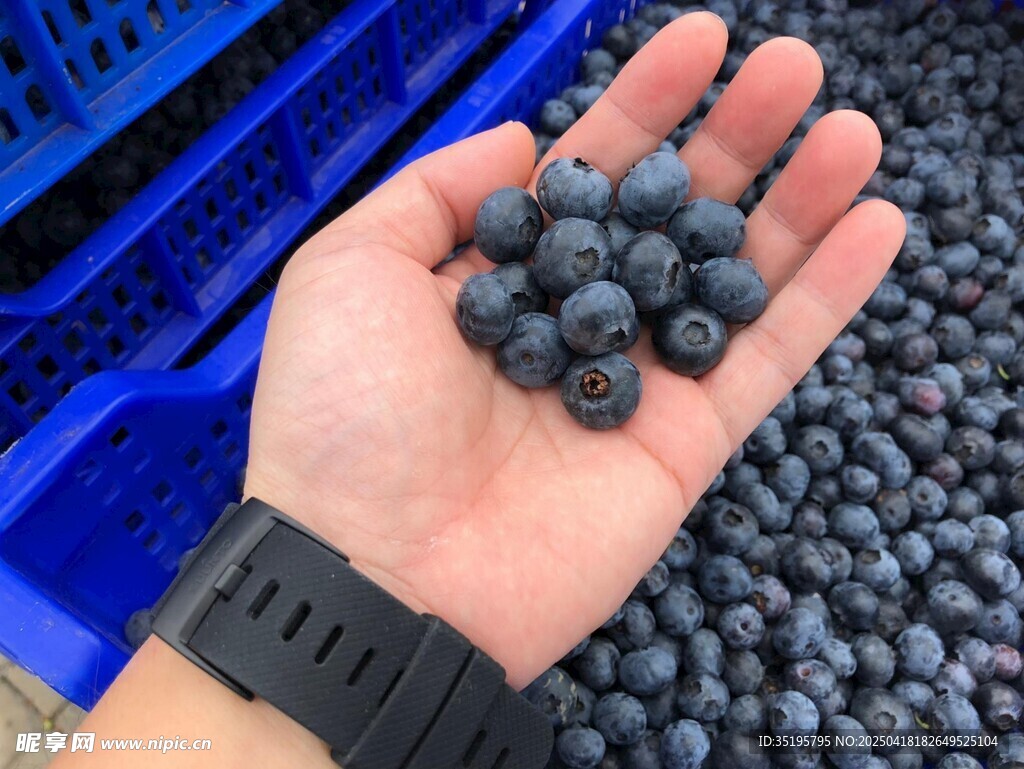 手捧新鮮藍莓果實