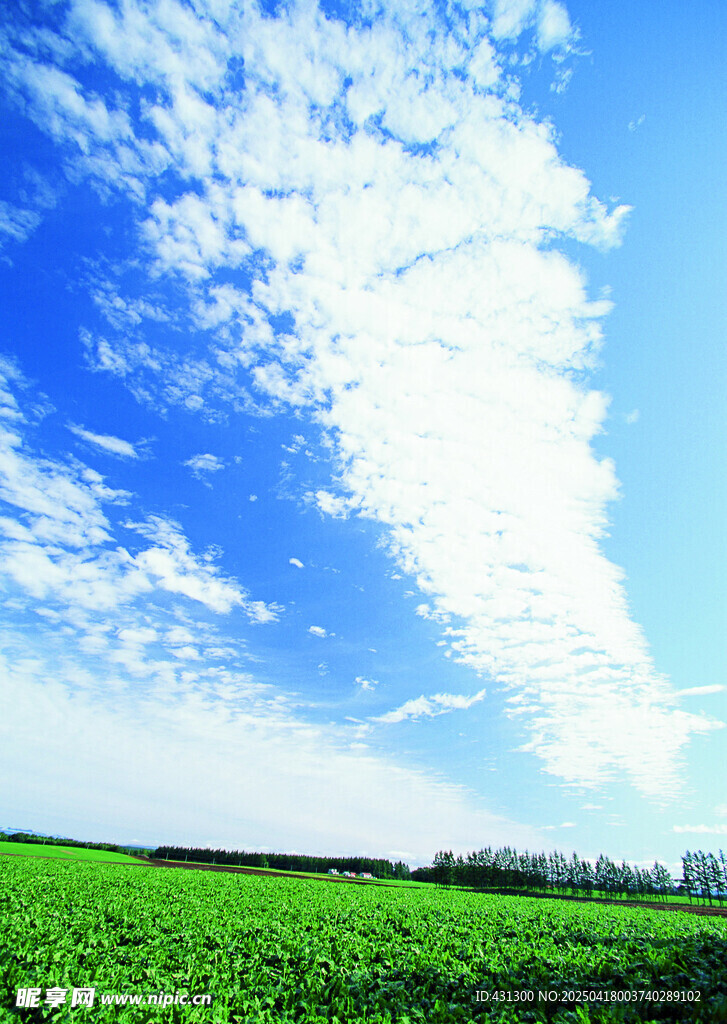 藍天綠地間的田園風光
