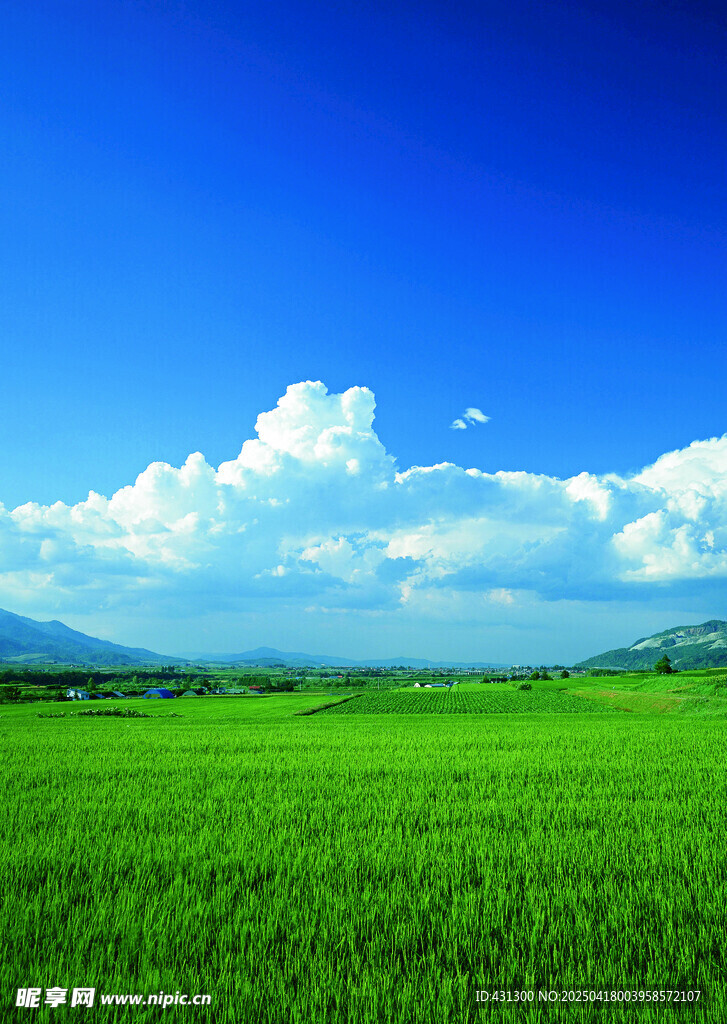 廣袤綠野藍天美景