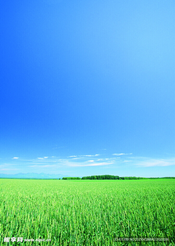 廣袤綠野藍天美景