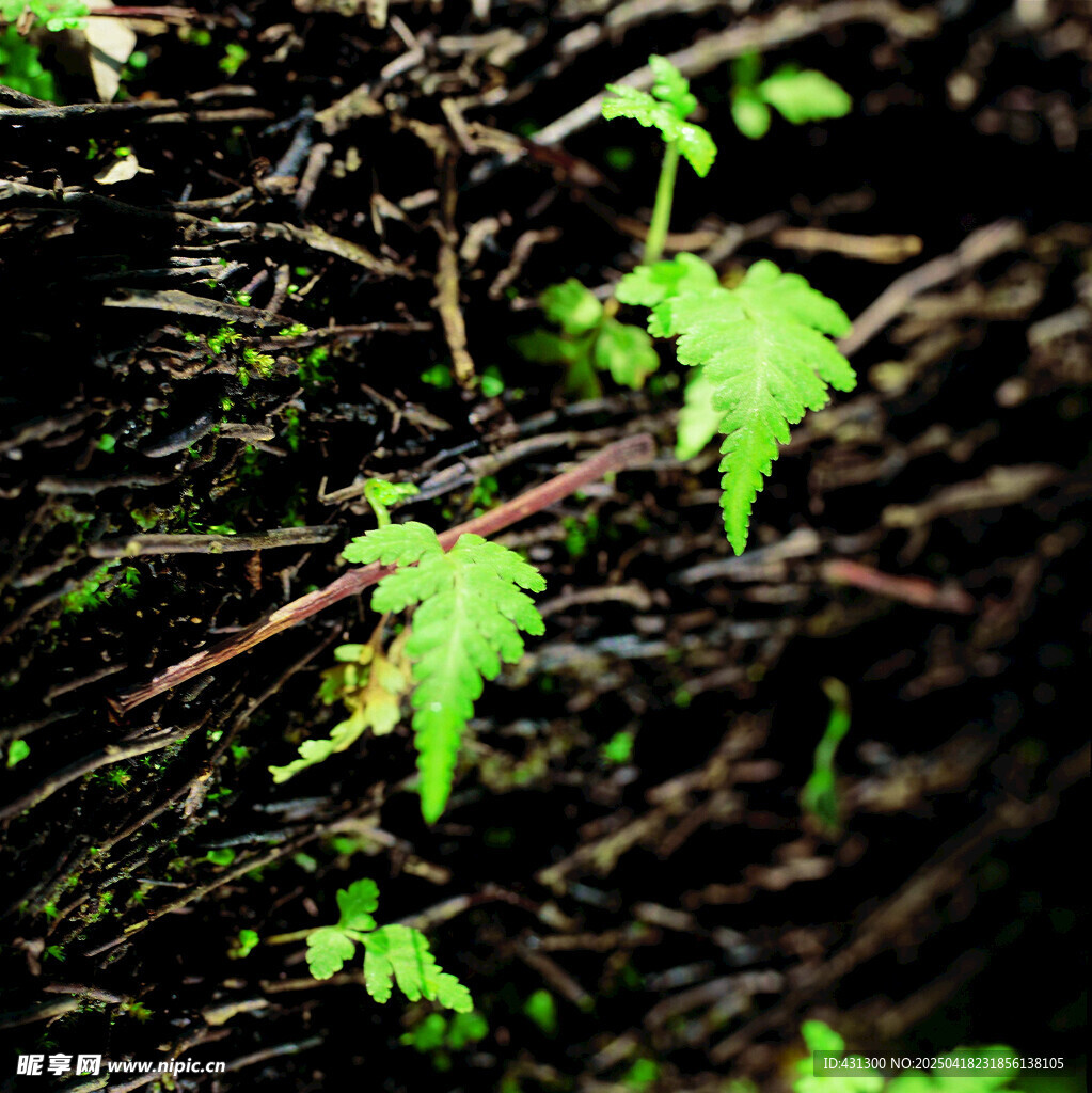 林間嫩綠新葉破土而出