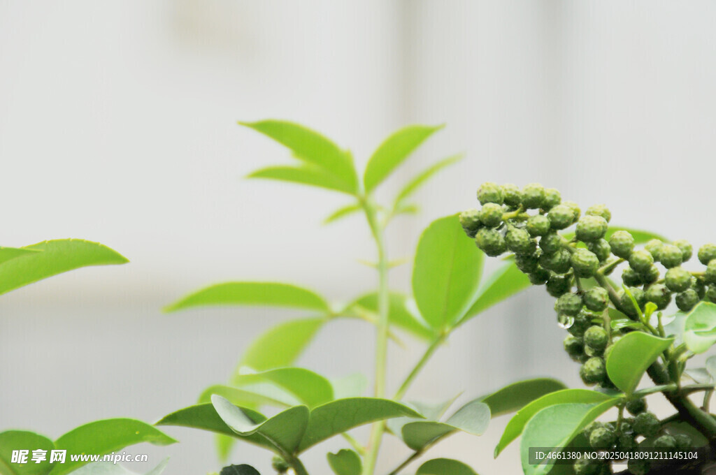 藤椒 青花椒