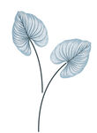 藍葉植物插畫
