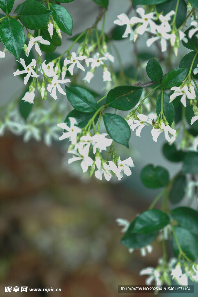 白色小花綻放綠葉間