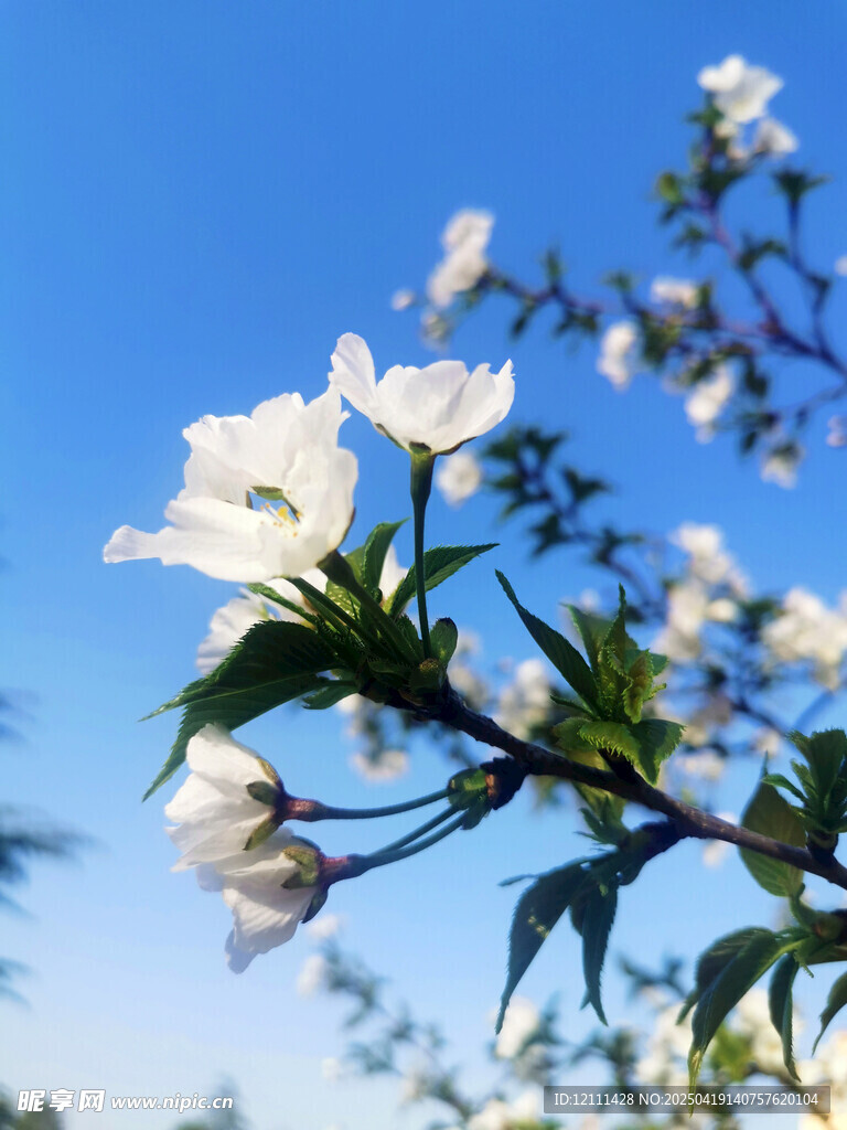 枝頭綻放的潔白花朵