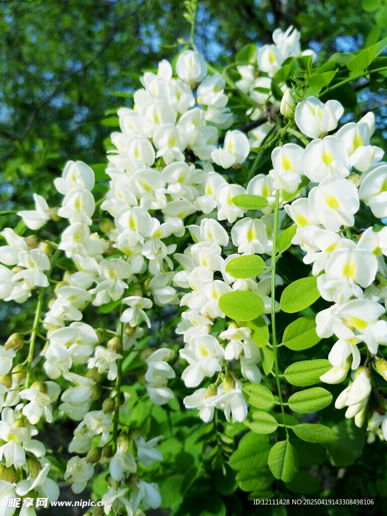 潔白如雪的洋槐花朵綻放
