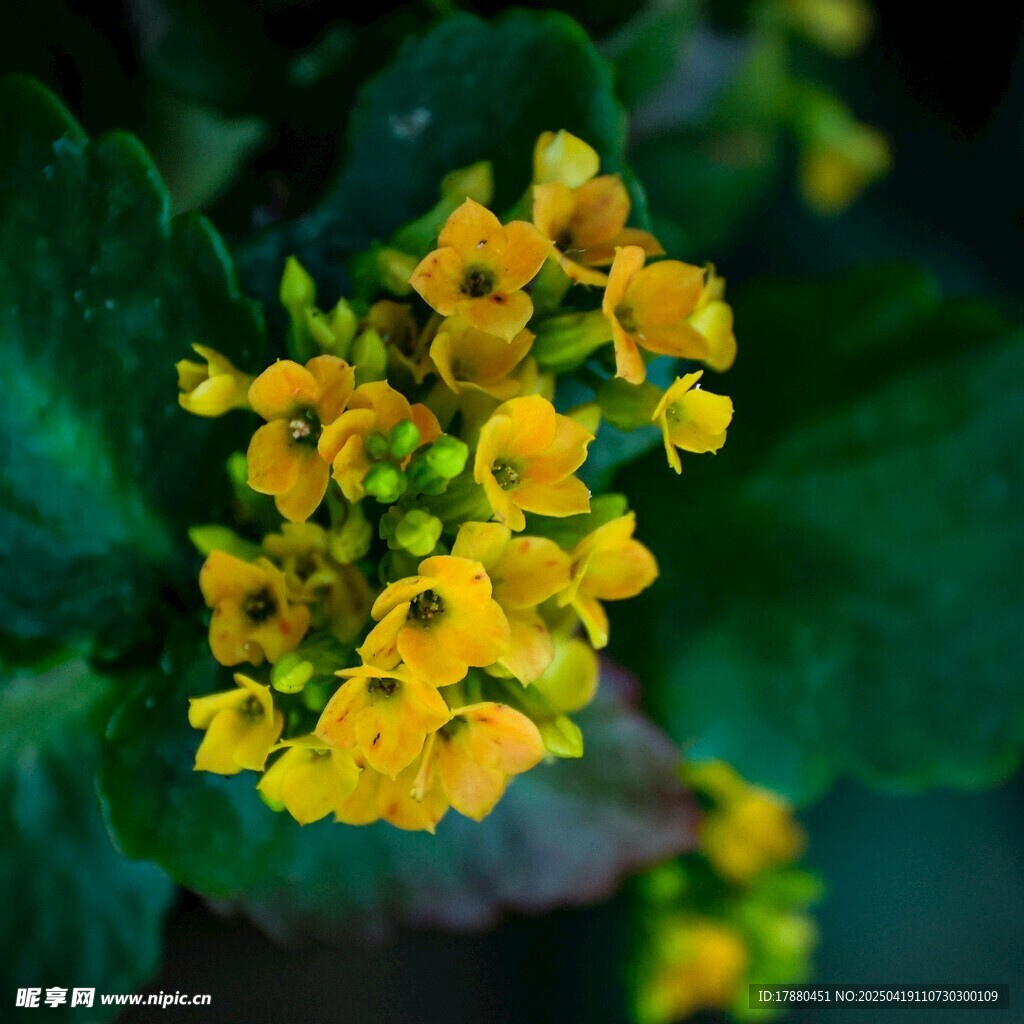 伽藍草