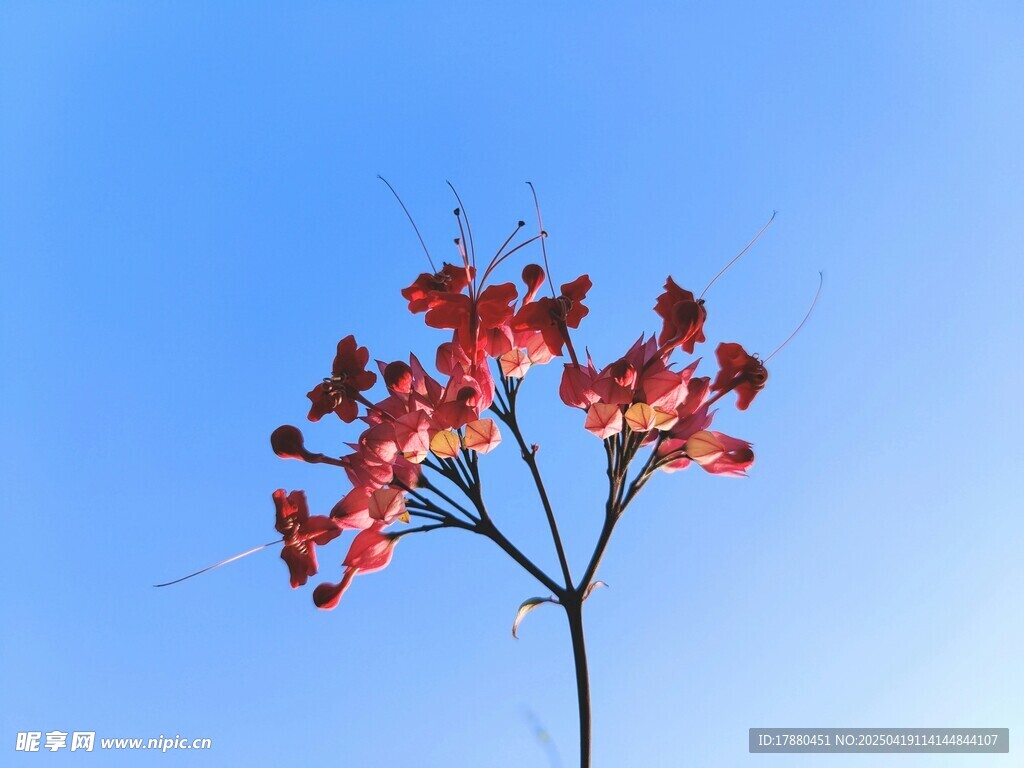 艷麗紅花
