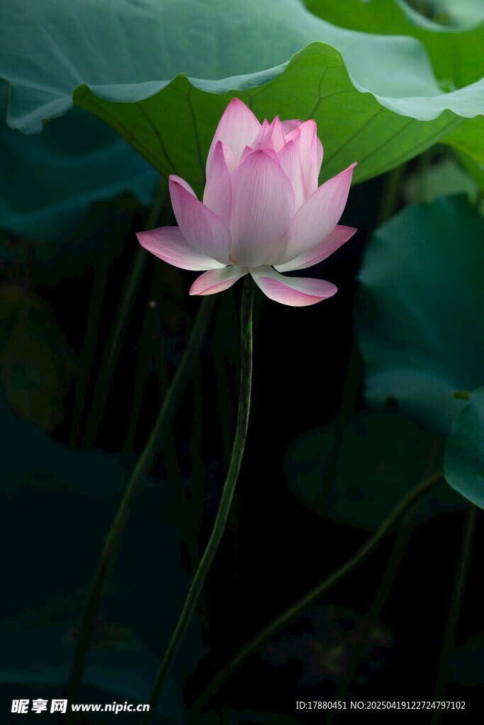 粉荷花