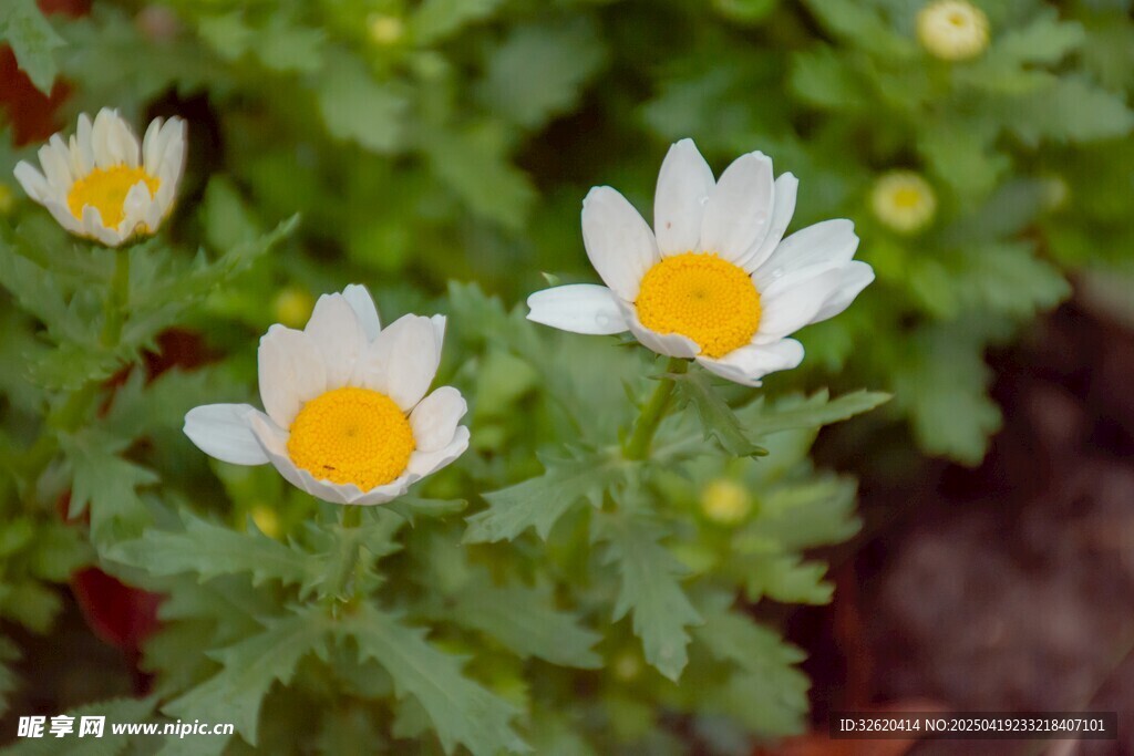 小白菊
