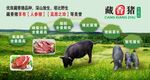 生態養殖豬海報